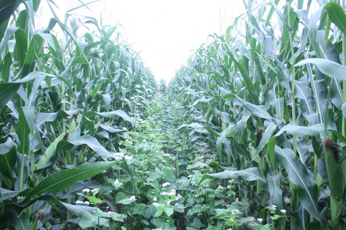 Cover Crops and Corn