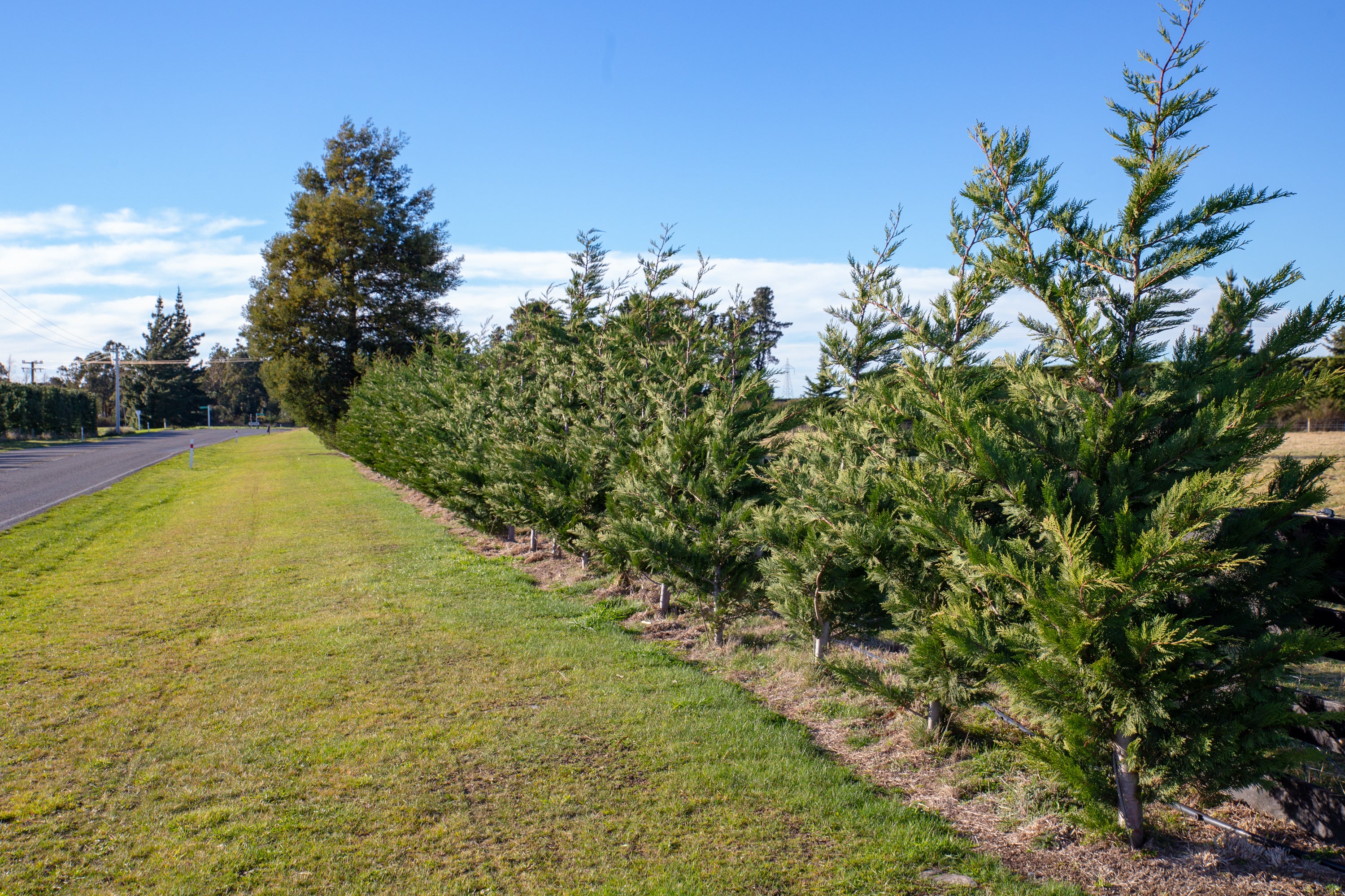 Conservation Windbreak