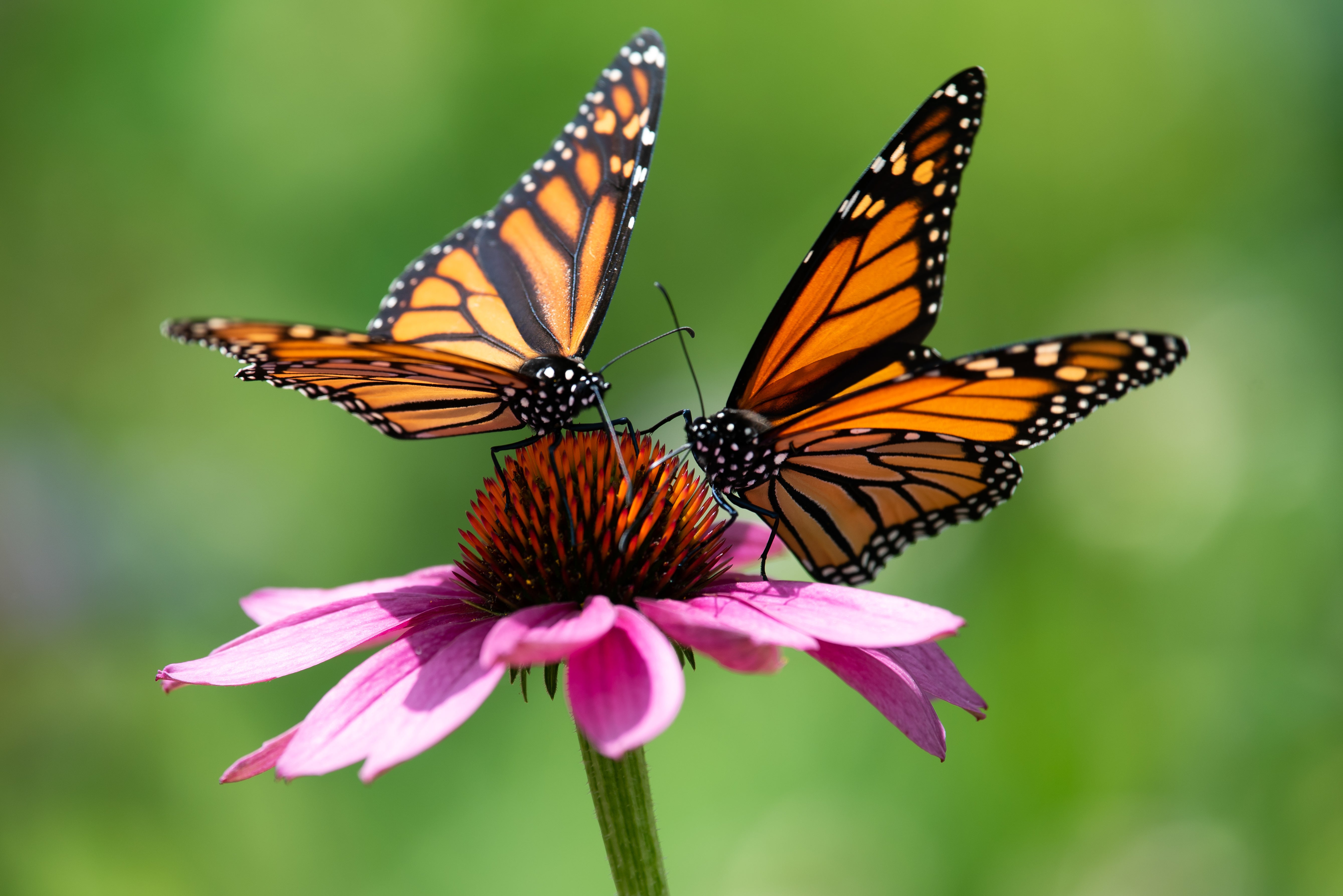 Monarch butterflies on a pink daisy