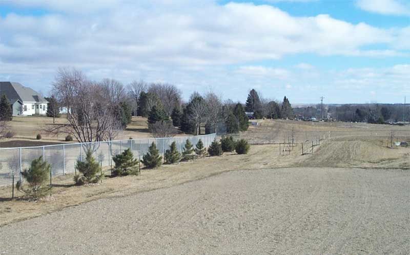 Picture of a field with newly planted trees