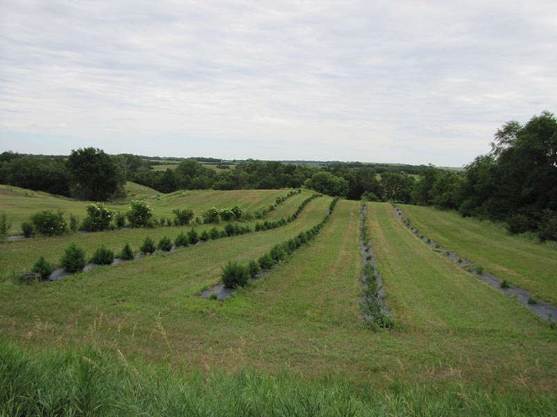 Picture of multiple rows of planted trees