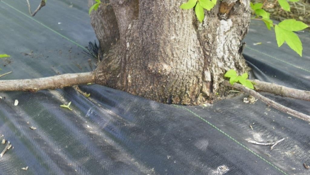 Weed barrier gridling tree