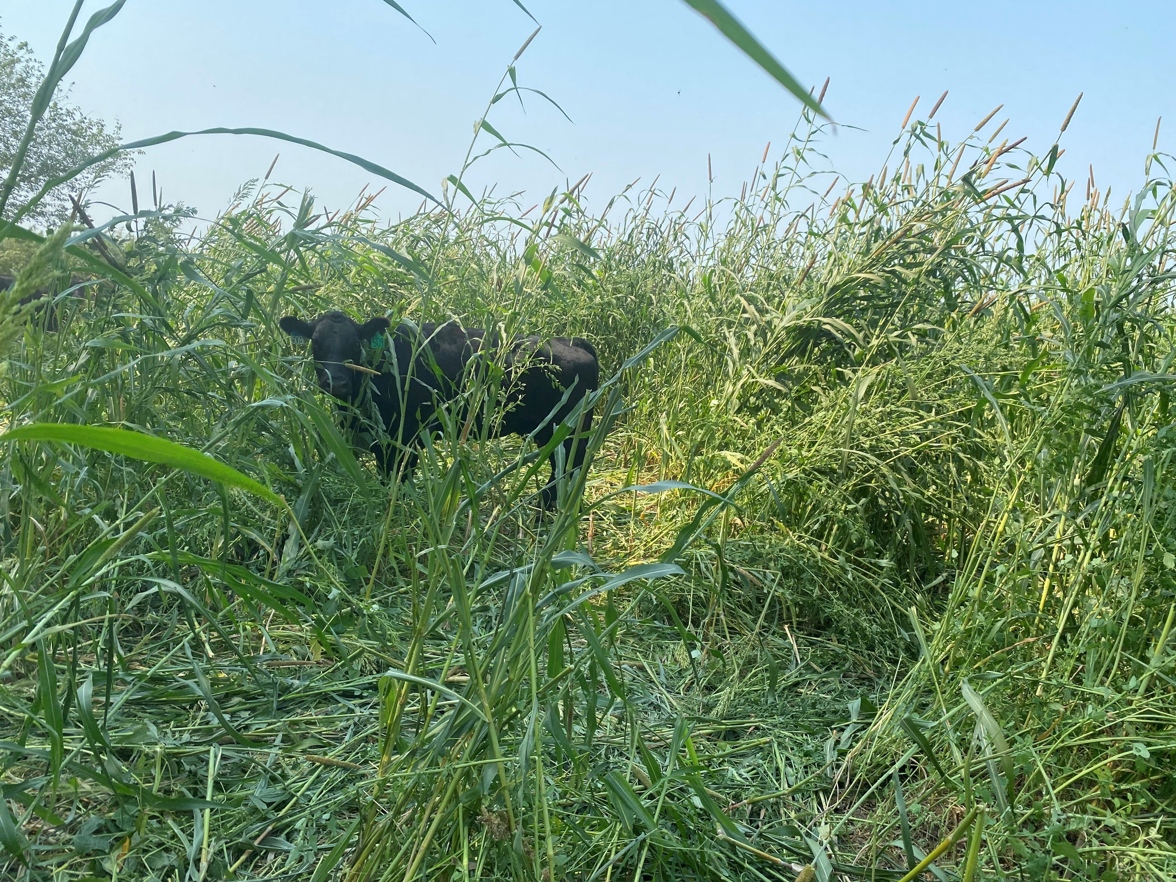 grazing cow