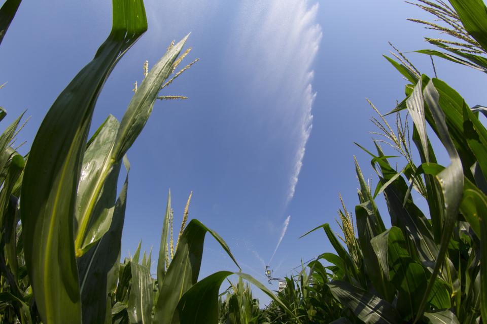 Pivot Spraying corn