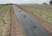 tree planting