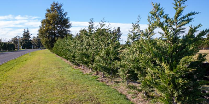 Conservation Windbreak