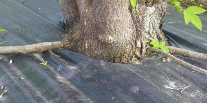 Weed barrier gridling tree