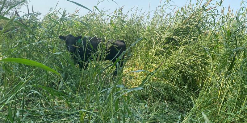 grazing cow